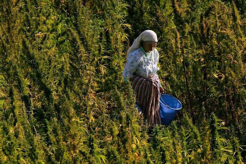 تقرير: زراعة “القنب الهندي” في المغرب متناقضة وفرصة ضائعة للتنمية