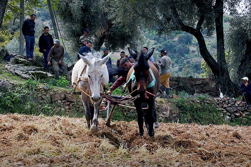 تقنين زراعة القنب الهندي