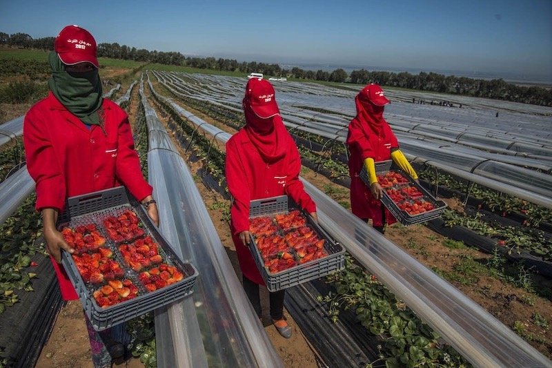 ظروف قاسية تدفع المغرب إلى القبول بعودة عاملات فلاحيات من إسبانيا