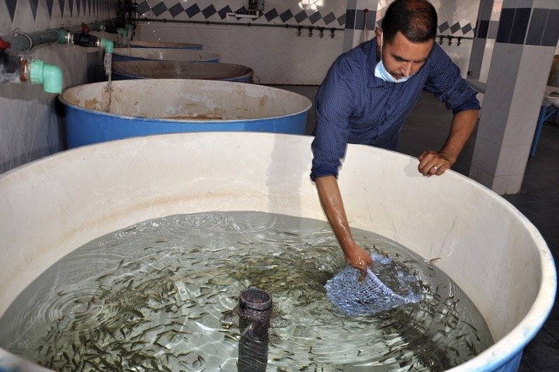مشروع لتربية الأسماك يجمع القطاعين العام والخاص ضواحي طنجة