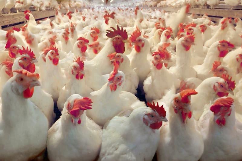 بيان تضامني مع “الدجاج”