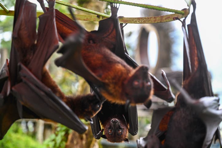 خبر مرعب.. “كورونا” جديدة في الخفافيش قد تصيب البشر