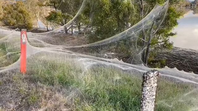 سجادة من خيوط العناكب تغطي مساحات واسعة في أستراليا