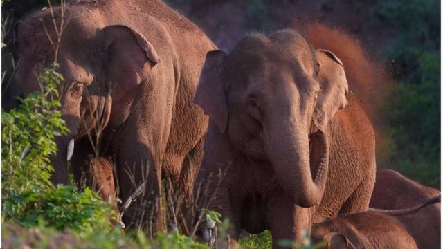 قطيع من الفيلة يذهل العلماء برحلته الملحمية
