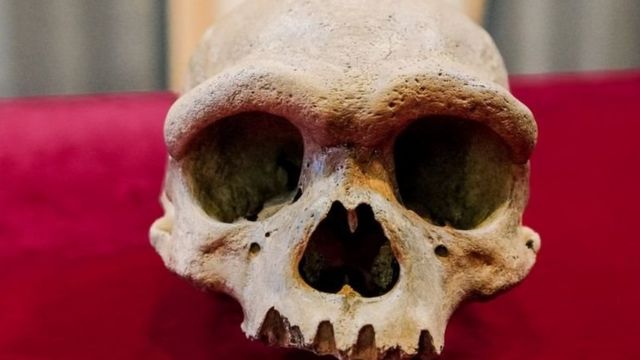 نشوة علمية باكتشاف جمجمة “الرجل التنين” في الصين
