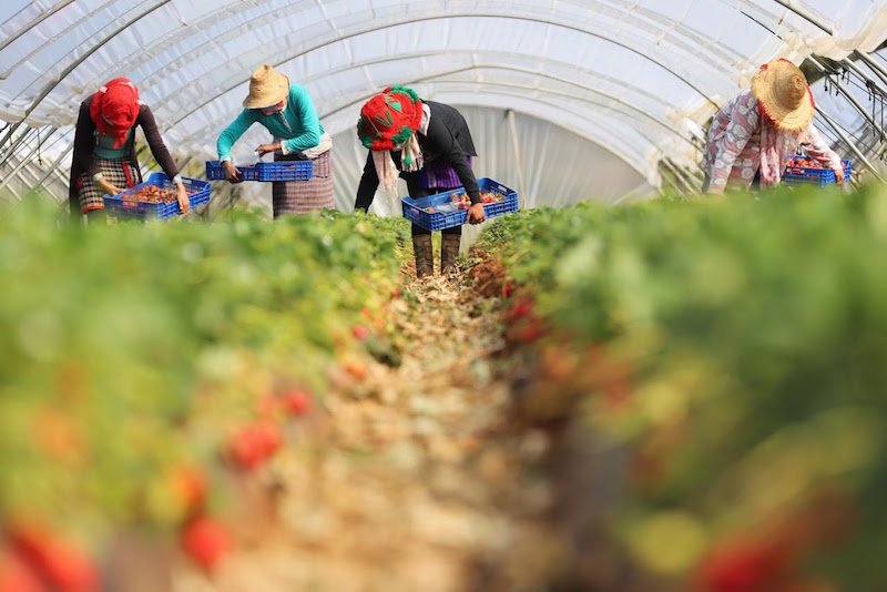 هل تؤثر أزمة الرباط ومدريد على “عاملات الفراولة” في حقول إسبانيا؟‬