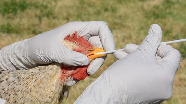 إقليم صيني يسجل إصابة بشرية بسلالة جديدة لإنفلونزا الطيور