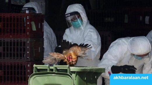 الصين تسجل إصابة بشرية بإنفلونزا الطيور