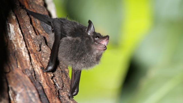 دراسة: صغار الخفافيش تصدر همهمات مثل الرضّع