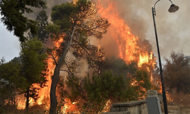 مسؤول جزائري يكشف حجم الخسائر التي مست الثروة الغابوية بسبب الحرائق