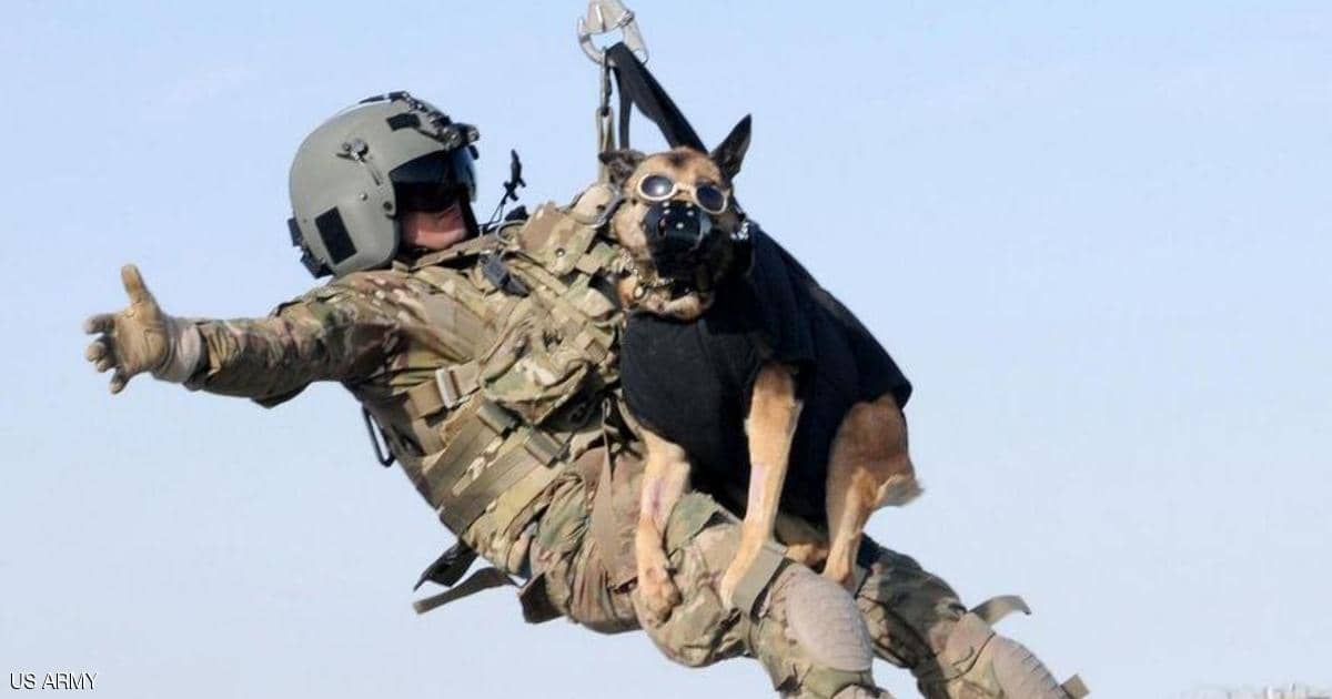 “الكلاب الأميركية” في كابل.. البنتاغون يكشف الحقيقة