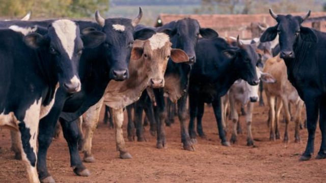 جنون البقر: البرازيل تعلق صادراتها من لحوم الأبقار إلى الصين إثر اكتشاف إصابتين