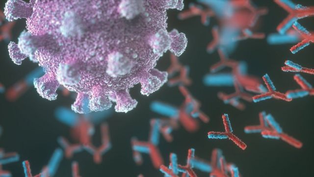 فيروس كورونا: ما هي الأجسام المضادة “المخادعة” التي قد تقف وراء الإصابة الحادة بكوفيد-19؟