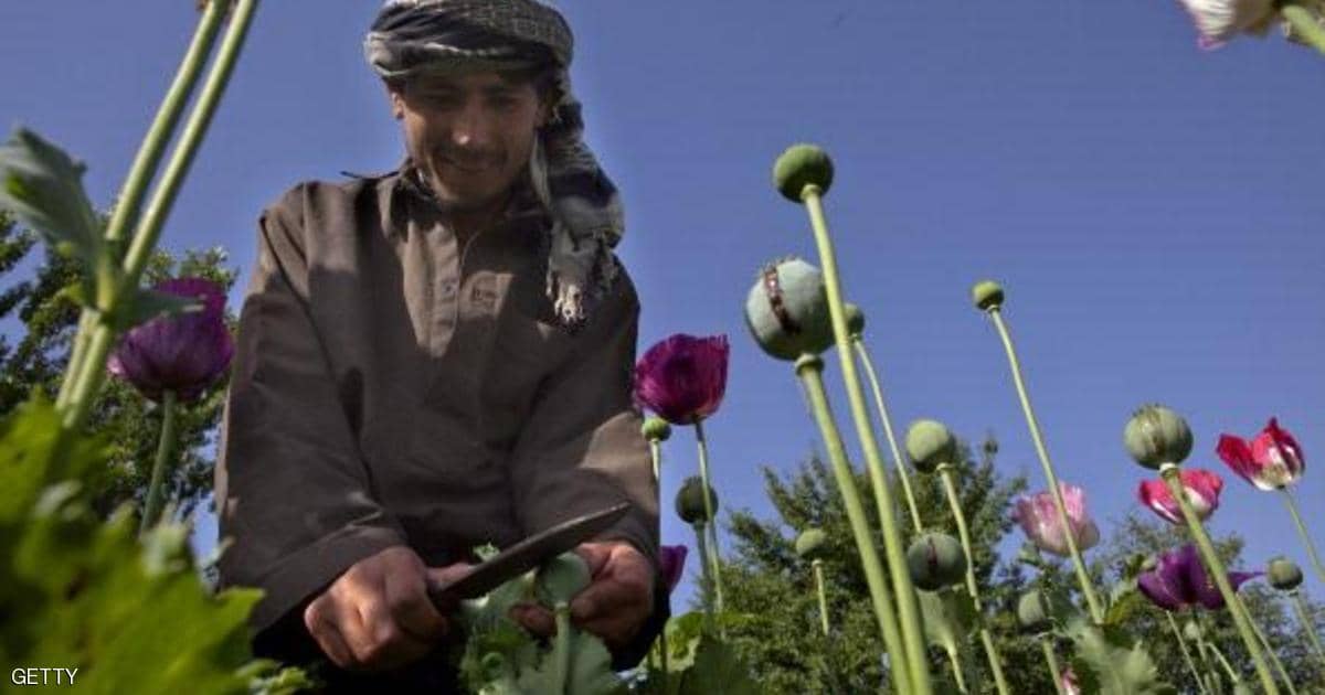 “تقرير الحشيش” يهز أفغانستان.. وأصداؤه في أستراليا