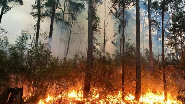 زيادة حرائق الغابات ستؤدي إلى تباطؤ تعافي طبقة الأوزون
