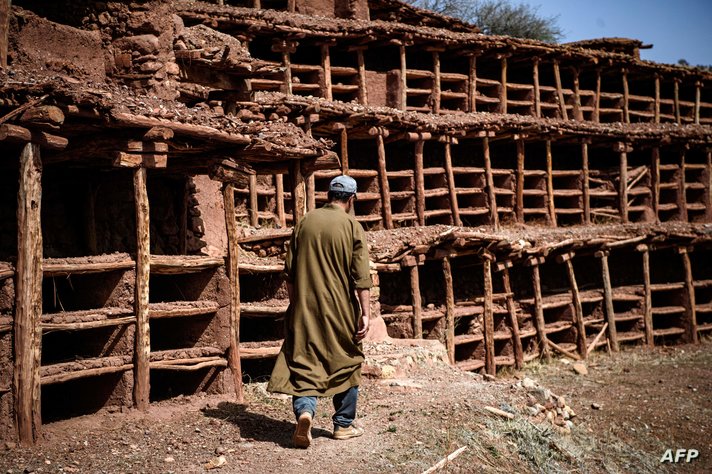 النحل يهجر أقدم مزرعة جماعية بجنوب المغرب