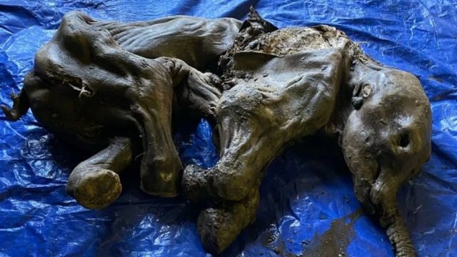 العثور على صغير ماموث عمره 30 ألف سنة محنطا في منجم في كندا