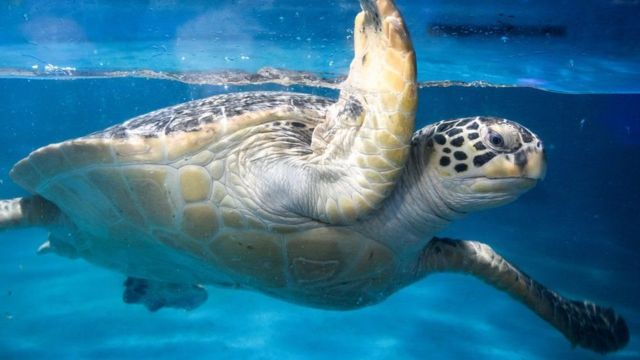العثور على عشرات السلاحف المهددة بالانقراض مطعونة في رقابها في اليابان