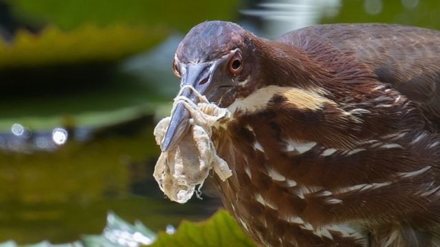 تلوث البيئة: صور تبرز معاناة الطيور في شتى أرجاء العالم من مخلفات البشر البلاستيكية