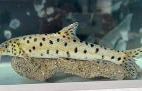 سمكة مهددة بالانقراض تظهر في تركيا لأول مرة منذ 10 سنوات